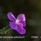 Oeillet ( dianthus caryophyllus subsp. longicaulis - R3)