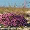 Oeillet à Tiges Courtes ( Dianthus sub acaulis - MV - R 1 )
