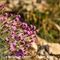 Oeillet à Tiges Courtes ( Dianthus sub acaulis - MV - R 4 )