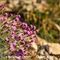 Oeillet à Tiges Courtes ( Dianthus sub acaulis - MV - R 4 )