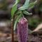 Fritillaire du Dauphiné ( Fritillaria tubiformis - R 2 )