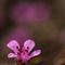 Saxifrage à Feuilles opposées ( Saxifraga oppositifolia - MV - R 5 )