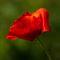 Coquelicot ( Papaver rhoeas - R 1 )