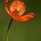 Pavot Douteux ( Papaver dubium R 1)