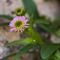 Vergerette glabre ( Erigeron glabratus - R2)