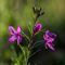 Epilobe à Feuilles de Romarin (Epilobium dodonaei - R 2 )
