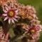 Joubarbe du Calcaire ( Sempervivum calcareum R 2)