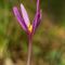 Colchique d'Automne ( Colchicum autumnale)