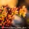 Orpin Noirâtre ( Sedum atratum - MV - R 1 )