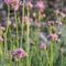 Centhrante à Feuilles Etroites ( Centranthus angustifolius - MV - R 2 )