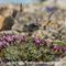 Oeillet à Tiges Courtes ( Dianthus sub acaulis - MV - R 7 )