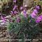 Oeillet à Tiges Courtes ( Dianthus sub acaulis - MV - R 5 )