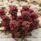 Orpin Noirâtre ( Sedum atratum - MV - R 4 )