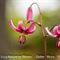 Lis Martagon ( Lilium martagon - R 3 )