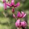 Lis Martagon ( Lilium martagon - R 4 )