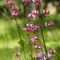 Lis Martagon ( Lilium martagon - R 1 )