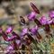 Oeillet à Tiges Courtes ( Dianthus sub acaulis - MV - R 6 )