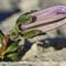 Campanule des Alpes ( Campanula alpestris - MV - BL 9 )