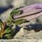 Campanule des Alpes ( Campanula alpestris - MV - BL 9 )