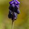 Muscari en grappe (Muscari neglectum - BL1)
