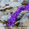 Pensée du Mont-Cenis ( Viola cenisia - MV - BL 1 )