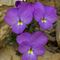 Pensée du Mont-Cenis ( Viola cenisia - MV - BL 2 )