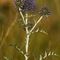 Oursin de Provence ( Echinops ritro - BL 1 )
