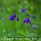 Ancolie Commune ( Aquilegia vulgaris - BL 1 )