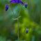 Ancolie Commune ( Aquilegia vulgaris - BL 4 )