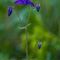 Ancolie Commune ( Aquilegia vulgaris - BL 4 )