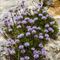 Globulaire à Feuilles en Coeur ( Globularia cordifolia - BL 1 )