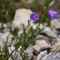 Campanule à Grosses Racines ( Campanula rotundifolia subsp macrorhiza - BL 4 )