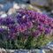 Linaire des Alpes ( Linaria alpina - MV - BL 1 )