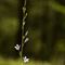 Campanule raiponce ( Campanula rapunculus - BL1 )