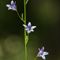 Campanule raiponce ( Campanula rapunculus - BL2 )