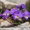 Pensée du Mont-Cenis ( Viola cenisia - MV - BL 3 )