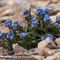 Myosotis des Alpes ( Myosotis alpestris - MV - BL 8 )