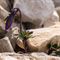 Pensée du Mont-Cenis ( Viola cenisia - MV - BL 4 )