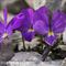 Pensée du Mont-Cenis ( Viola cenisia - MV - BL 5 )