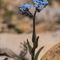 Myosotis des Alpes ( Myosotis alpestris - MV - BL 3 )