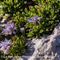 Globulaire Rampant ( Globularia repens - BL 2 )