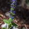 Bugle de Genève ( Ajuga genevensis - BL1)