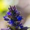 Bugle de Genève ( Ajuga genevensis - BL5)