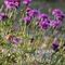 Centaurée Scabieuse ( Centaurea scabiosa - BL 1 )