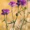 Centaurée Scabieuse ( Centaurea scabiosa - BL 4 )