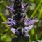 Bugle de Genève ( Ajuga genevensis - BL3)