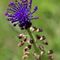 Muscari à Toupet (Muscari comosum - BL2)