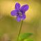 Violette des bois ( Viola reichenbachiana - BL1 )