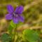 Violette des bois ( Viola reichenbachiana - BL2 )