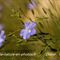 Lin de Narbonne ( Linium narbonense - BL 7 )